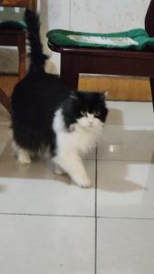 吉祥物/看板设计-只是阿德莱德的一个小小的二次元群