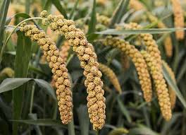 小市场-只是阿德莱德的一个小小的二次元群